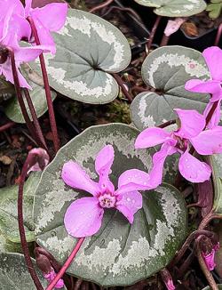<i>Cyclamen coum</i> &lsquo;Silver Leaf&rsquo;